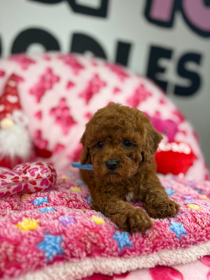 “Rojo” The Dark Red Male Teacup Poodle (Deposit Only‼️ Please Red The DESCRIPTION Below‼️)