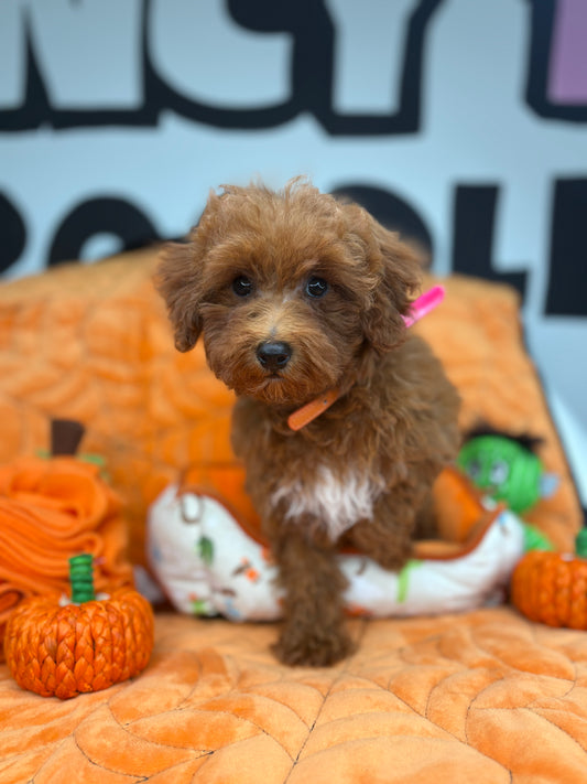Apricot Female Toy Poodle (Deposit Only‼️ Please Read The DESCRIPTION Below‼️)