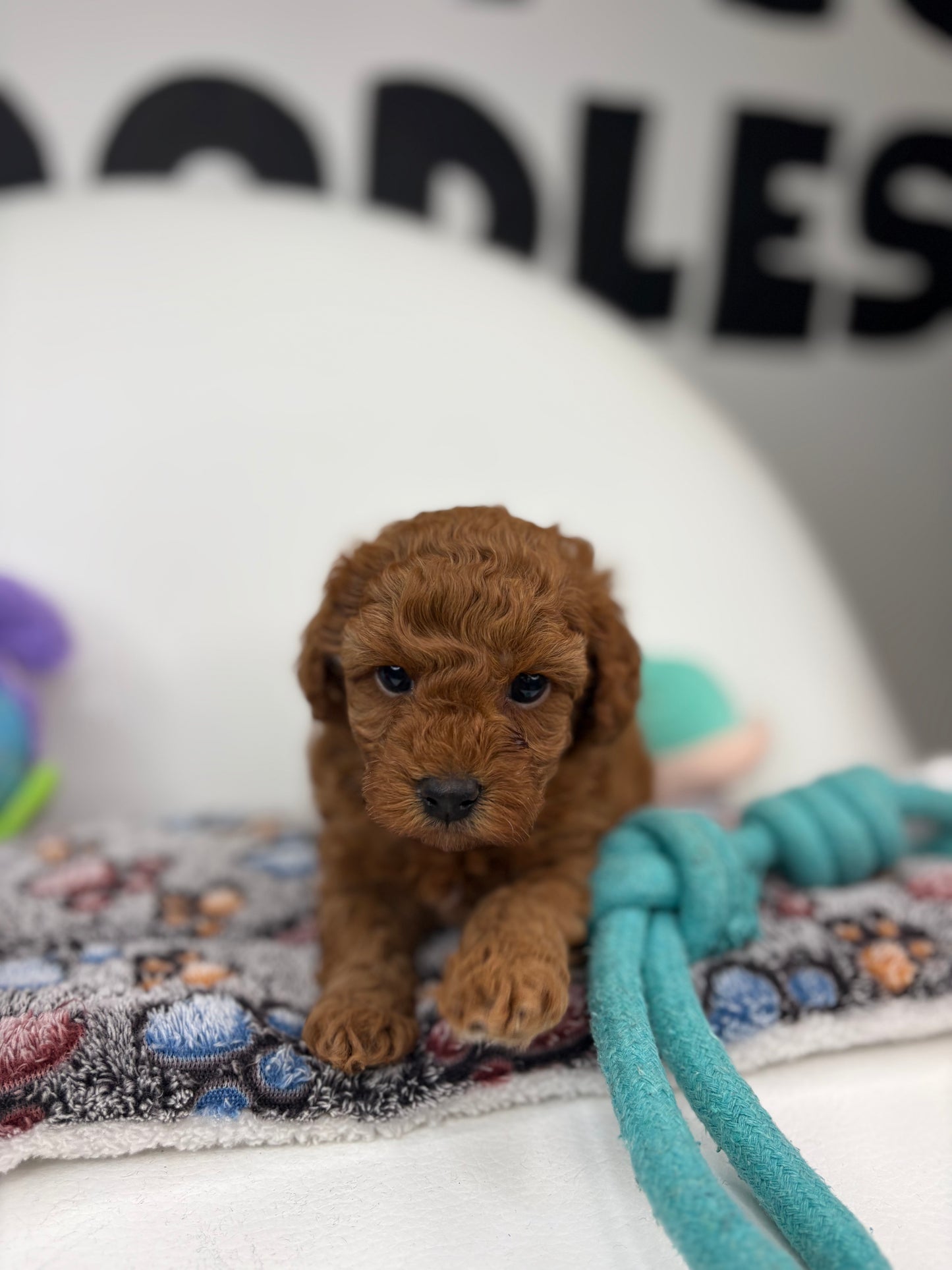 Harper The Dark Red Male Miniature Poodle (Deposit Only ‼️ Please Read The DESCRIPTION Below‼️)