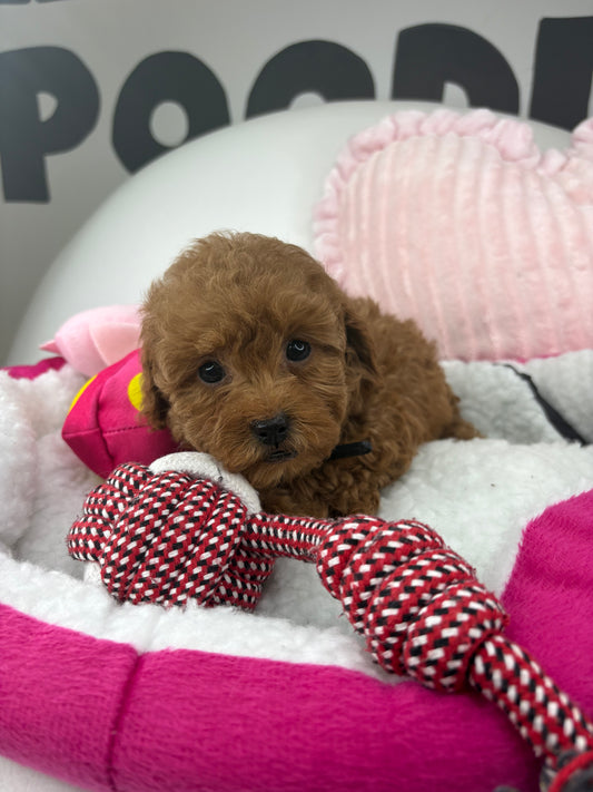 Red Female Teacup Poodle (Deposit Only‼️Please Read The Description Below‼️)