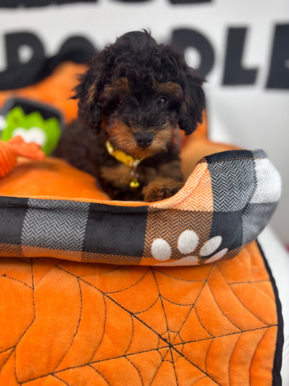 Red Phantom Male Toy Poodle 🐩 ‼️(Deposit Only, Please Read The Description Below‼️)