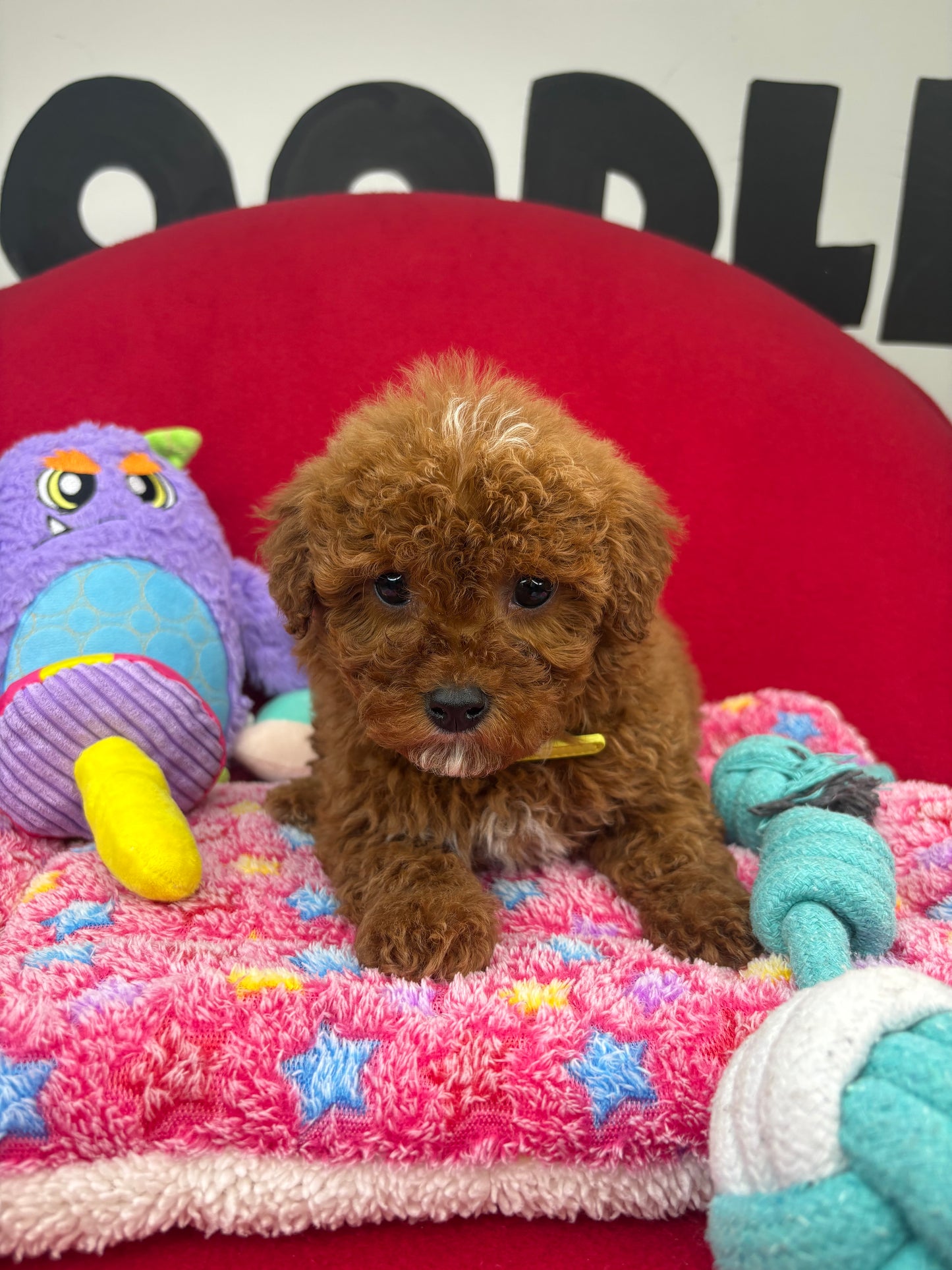 Dark Red Male Miniture Poodle (Deposit Only, Please Read The Description Below‼️)