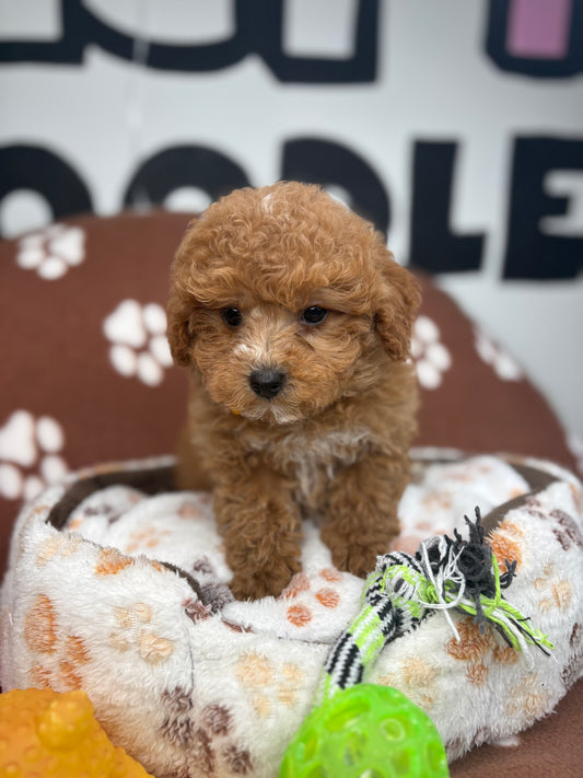 Apricot Male Toy Poodle (Deposit Only ‼️ Please Read DESCRIPTION Below‼️)