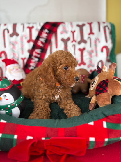 Red Male Toy Poodle (Deposit Only ‼️ Please Read DESCRIPTION Below‼️)