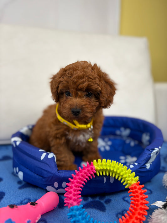 Dark Red Female Toy Poodle (Deposit Only ‼️ Please Read DESCRIPTION Below‼️)