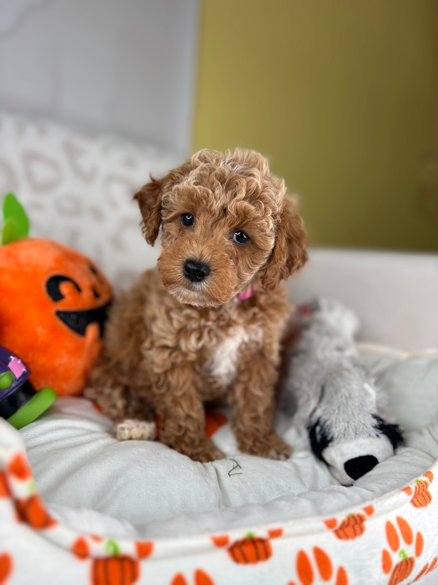Apricot Male Toy Poodle (Deposit Only‼️Please Read The Description Below‼️)