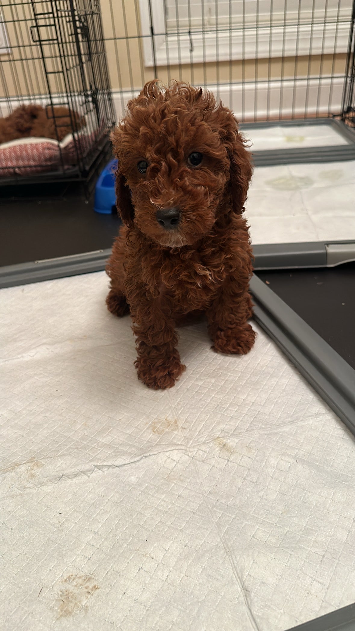 Litter Of 3 Red Toy Poodles (Please Read Below‼️)