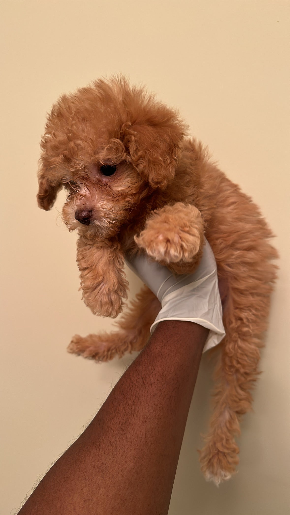 Male Red Teacup Poodle (Please Read Below‼️)