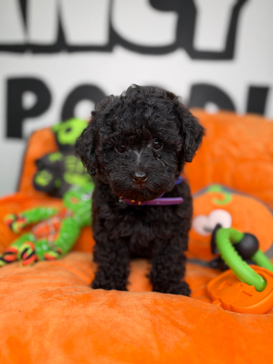 Tiny Black Female Toy Poodle (Deposit Only, Please Read The Description Below‼️)