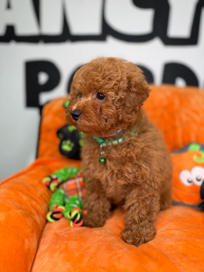 Apricot Male Toy Poodle (Deposit Only‼️Please Read The Description Below‼️)