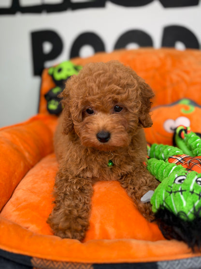 Apricot Male Toy Poodle (Deposit Only‼️Please Read The Description Below‼️)