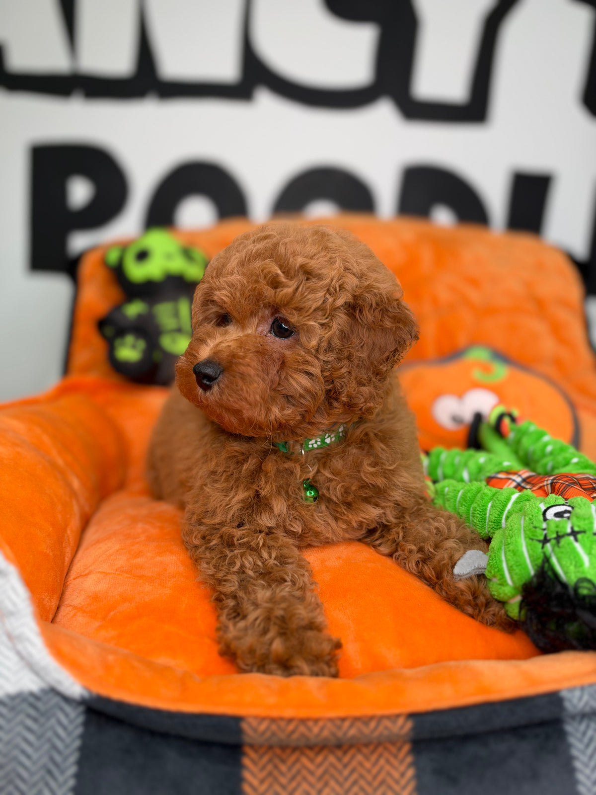 Apricot Male Toy Poodle (Deposit Only‼️Please Read The Description Below‼️)