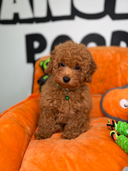Apricot Male Toy Poodle (Deposit Only‼️Please Read The Description Below‼️)
