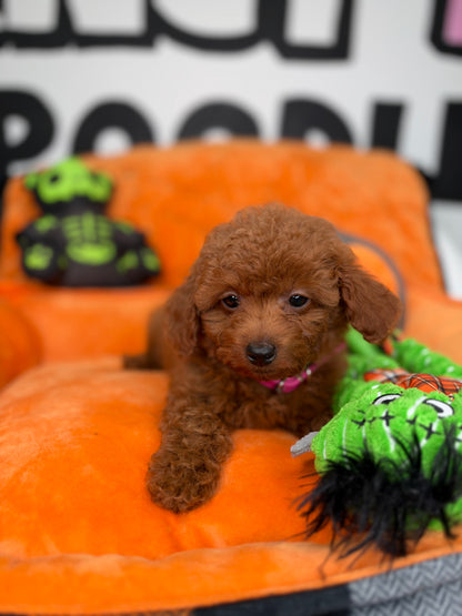 Red Male Teacup Poodle (Deposit Only‼️Please Read The Description Below‼️)