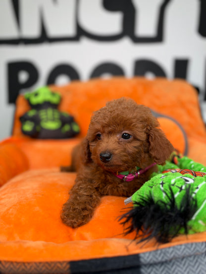 Red Male Teacup Poodle (Deposit Only‼️Please Read The Description Below‼️)