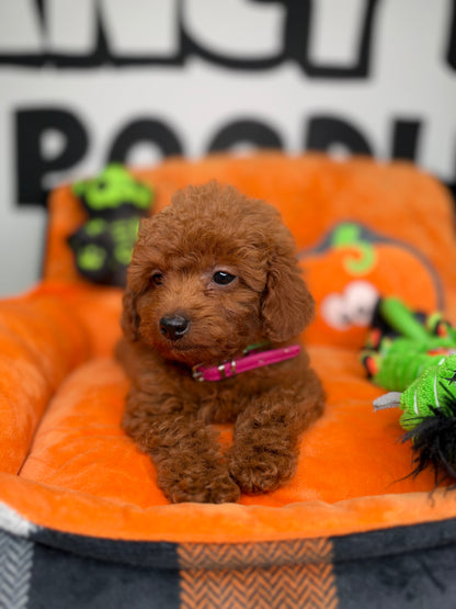 Red Male Teacup Poodle (Deposit Only‼️Please Read The Description Below‼️)