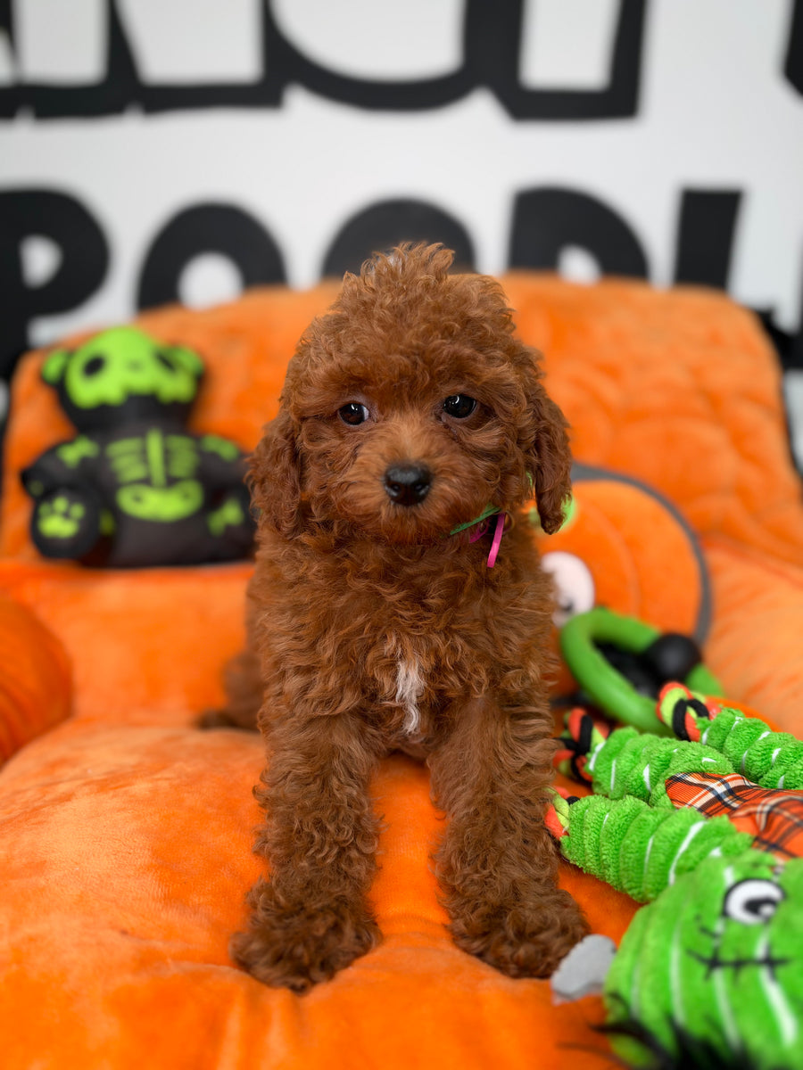 Red Female Toy Poodle ‼️ (Deposit Only Please Read The DESCRIPTION Below‼️