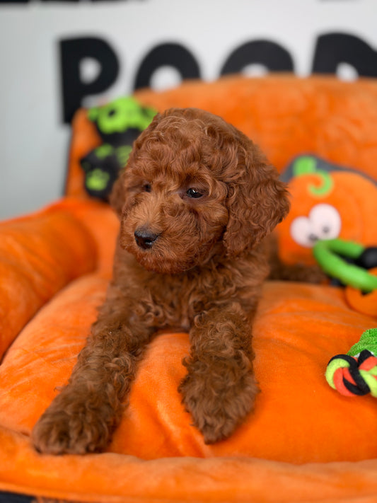 Red Male Miniature Poodle (Deposit Only ‼️ Please Read The DESCRIPTION Below‼️)
