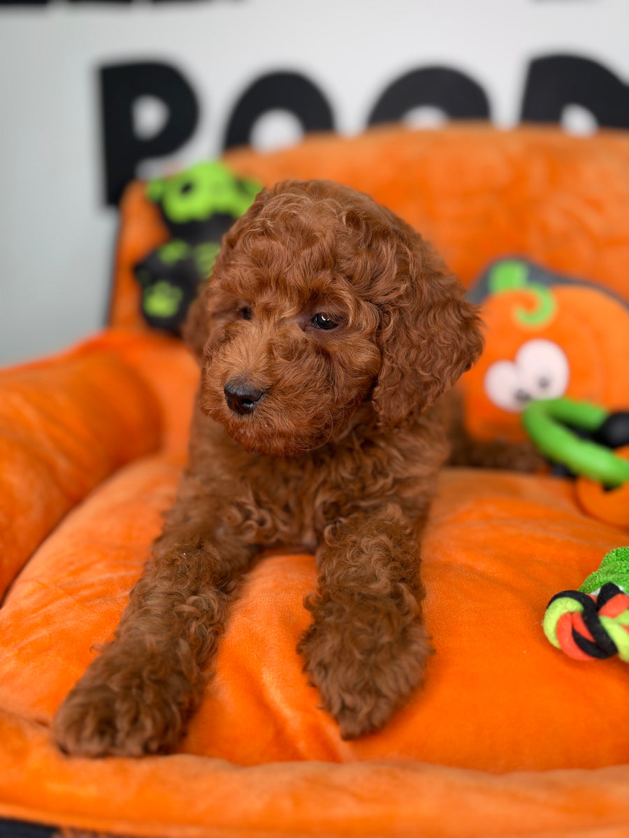 Red Male Miniature Poodle (Deposit Only ‼️ Please Read The DESCRIPTION Below‼️)