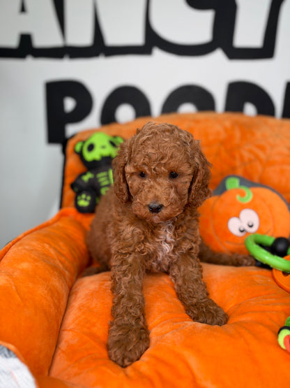 Red Male Miniature Poodle (Deposit Only ‼️ Please Read DESCRIPTION Below‼️)
