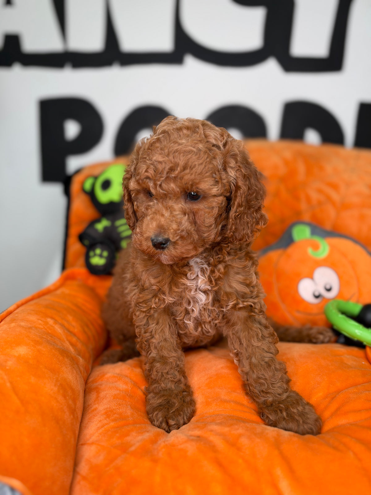 Red Male Miniature Poodle (Deposit Only ‼️ Please Read DESCRIPTION Below‼️)