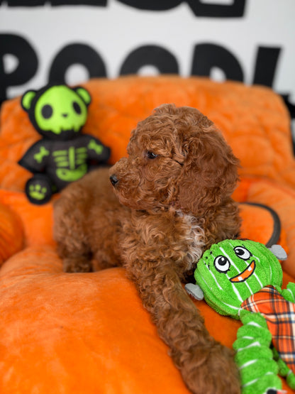Red Male Miniature Poodle (Deposit Only ‼️ Please Read DESCRIPTION Below‼️)
