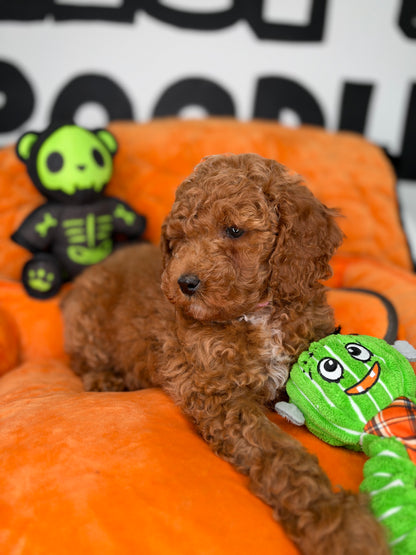 Red Male Miniature Poodle (Deposit Only ‼️ Please Read DESCRIPTION Below‼️)