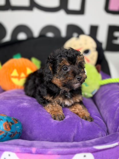 Red Phantom Female Teacup Poodle (Deposit Only Please Read The DESCRIPTION Below‼️