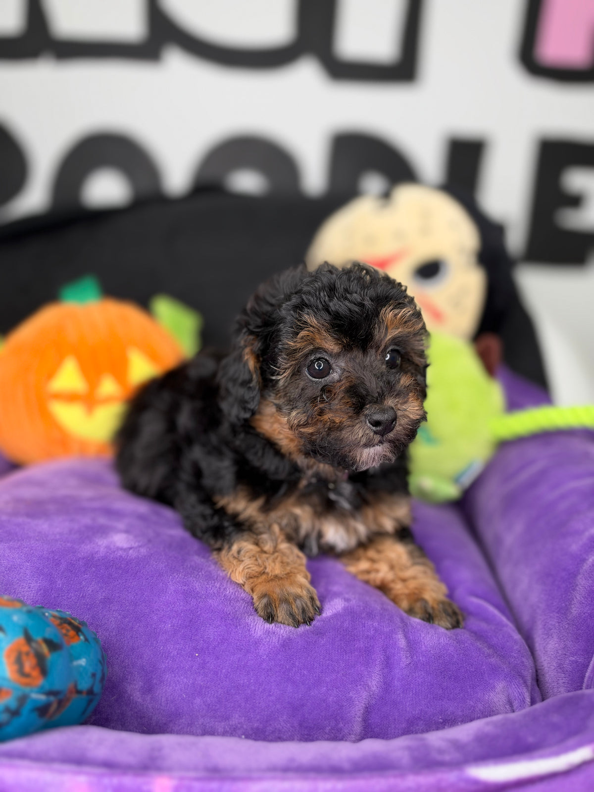 Red Phantom Female Teacup Poodle (Deposit Only Please Read The DESCRIPTION Below‼️