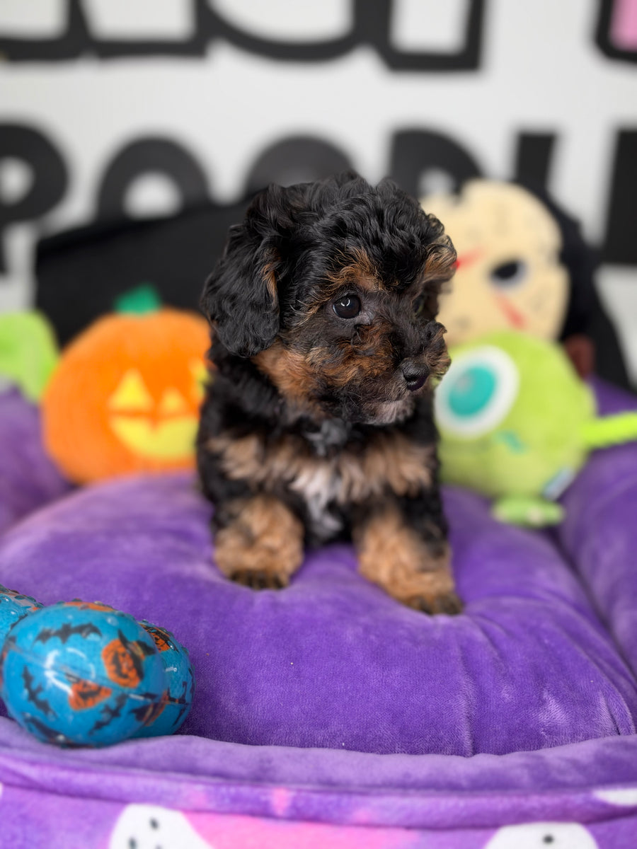 Red Phantom Female Teacup Poodle (Deposit Only Please Read The DESCRIPTION Below‼️