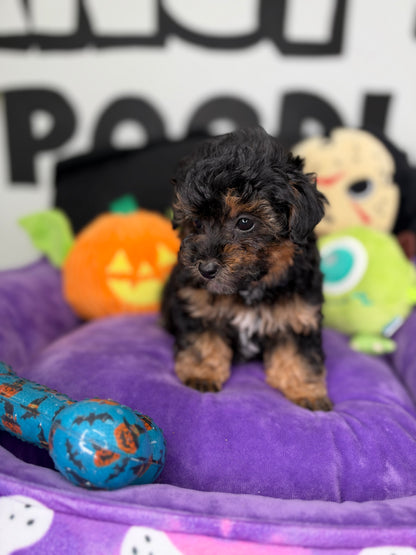 Red Phantom Female Teacup Poodle (Deposit Only Please Read The DESCRIPTION Below‼️