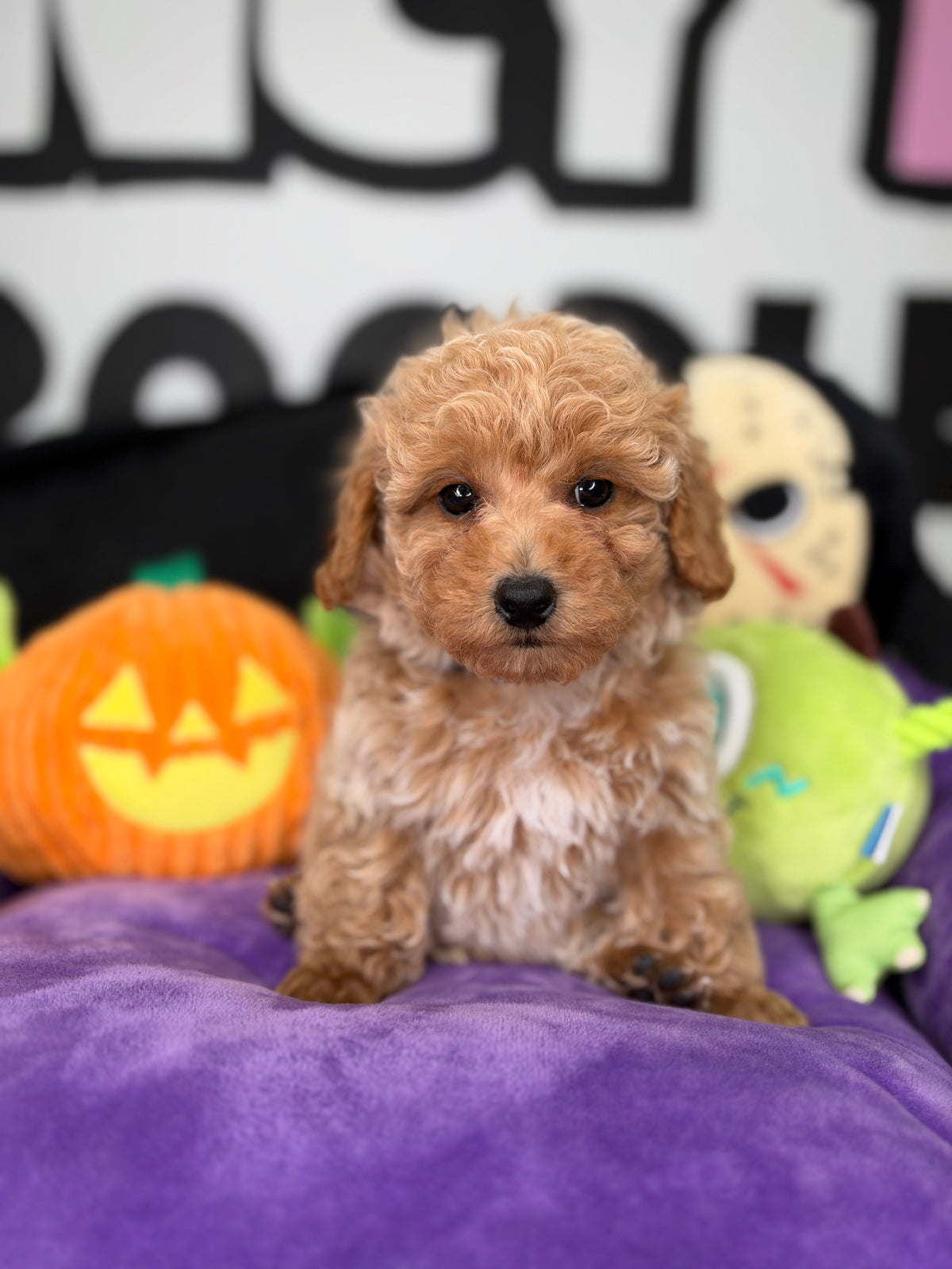 Apricot And White Female Toy Poodle (Deposit Only ‼️ Please Read The Description Below ‼️)