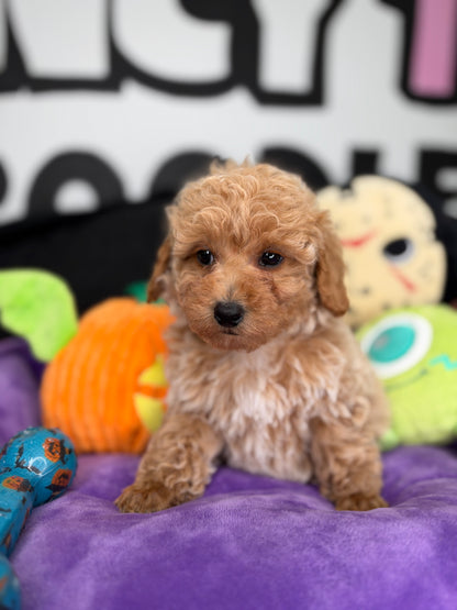 Apricot And White Female Toy Poodle (Deposit Only ‼️ Please Read The Description Below ‼️)