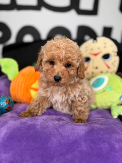Apricot And White Female Toy Poodle (Deposit Only ‼️ Please Read The Description Below ‼️)