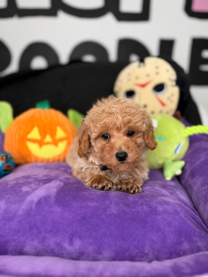 Apricot And White Female Toy Poodle (Deposit Only ‼️ Please Read The Description Below ‼️)