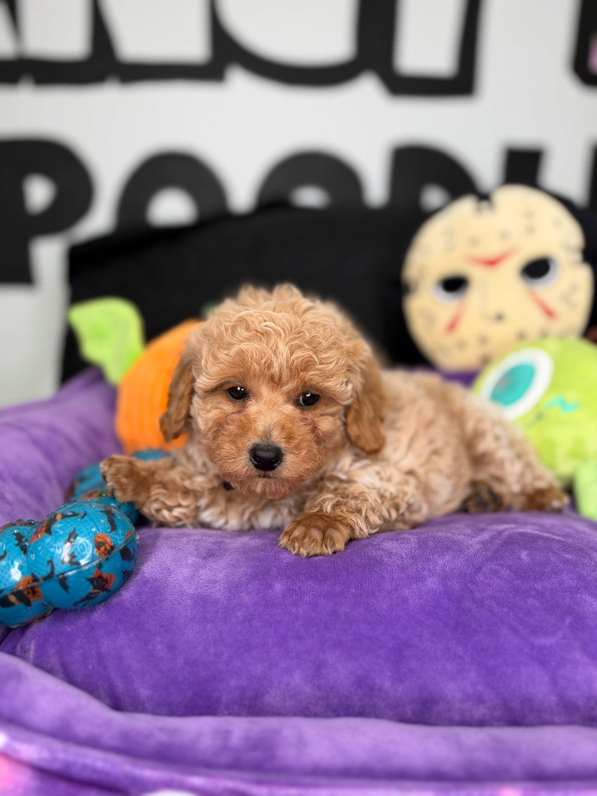 Apricot And White Female Toy Poodle (Deposit Only ‼️ Please Read The Description Below ‼️)