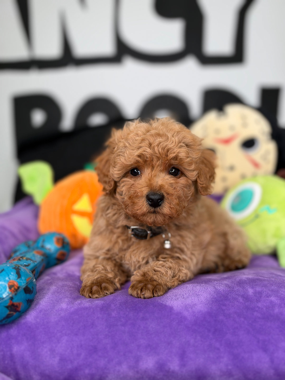 Apricot Male Toy Poodle (Deposit Only ‼️ Please Read The Description Below ‼️)