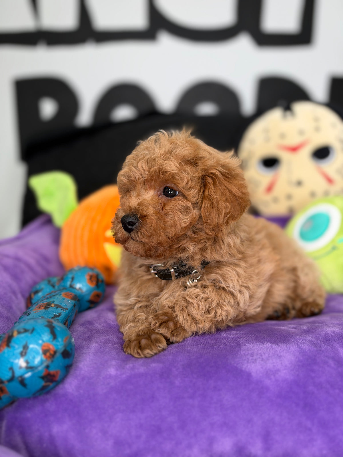 Apricot Male Toy Poodle (Deposit Only ‼️ Please Read The Description Below ‼️)