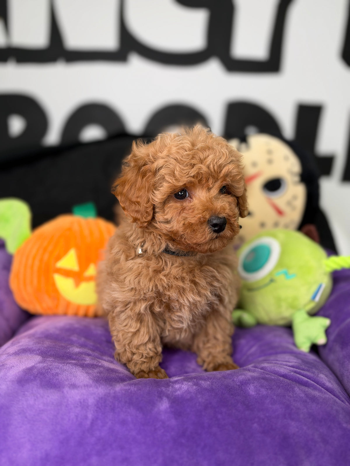 Apricot Male Toy Poodle (Deposit Only ‼️ Please Read The Description Below ‼️)