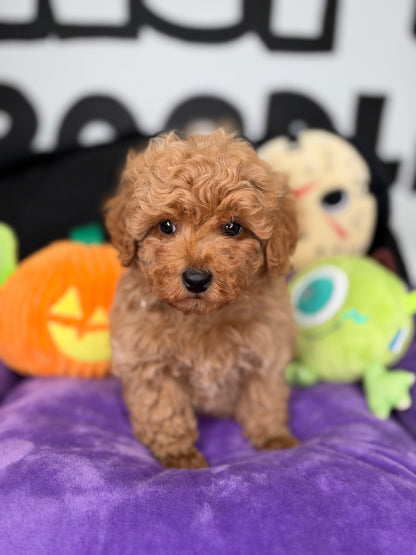 Apricot Male Toy Poodle (Deposit Only ‼️ Please Read The Description Below ‼️)