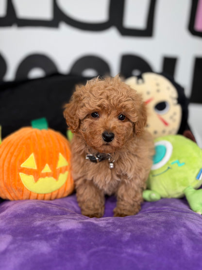 Apricot Male Toy Poodle (Deposit Only ‼️ Please Read The Description Below ‼️)