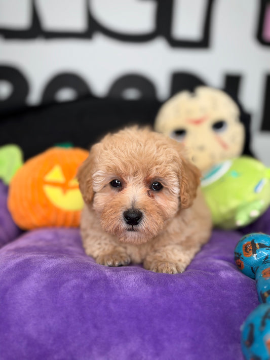 Apricot Male Teacup Poodle (Deposit Only‼️Please Read The Description Below‼️)