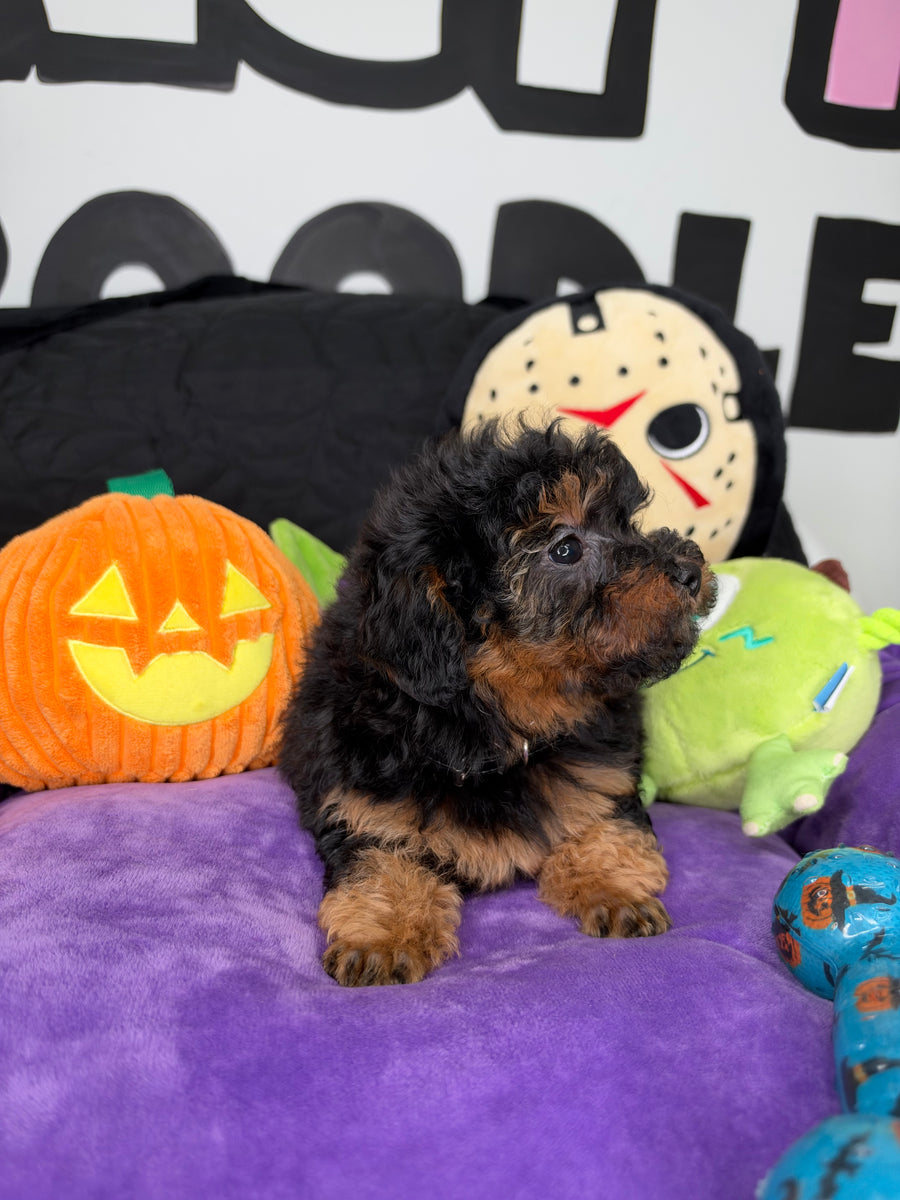Red Phantom Female Teacup Poodle ‼️(Deposit Only ‼️ Please Read The Description Below ‼️)