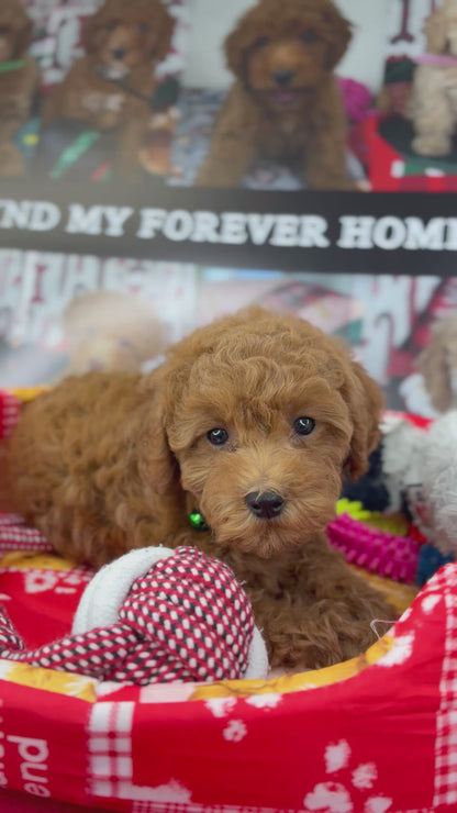 Dark Red Female Toy Poodle (Deposit Only‼️Please Read The Description Below‼️)