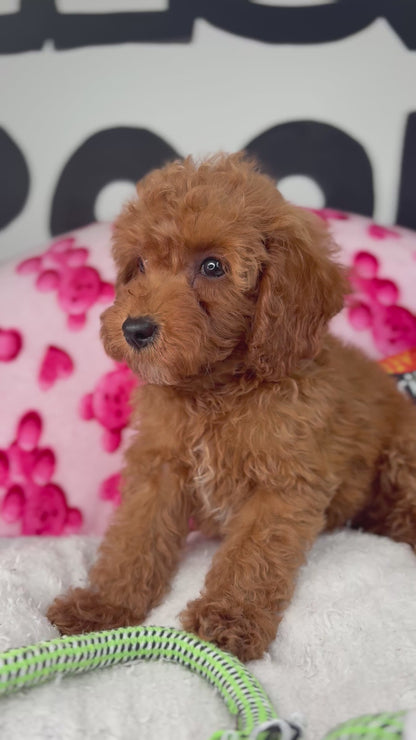 Red Male Toy Poodle (Deposit Only‼️Please Read The Description Below‼️)
