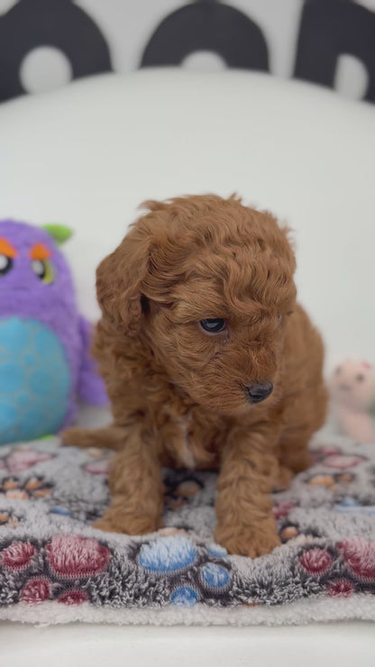 Harper The Dark Red Male Miniature Poodle (Deposit Only ‼️ Please Read The DESCRIPTION Below‼️)