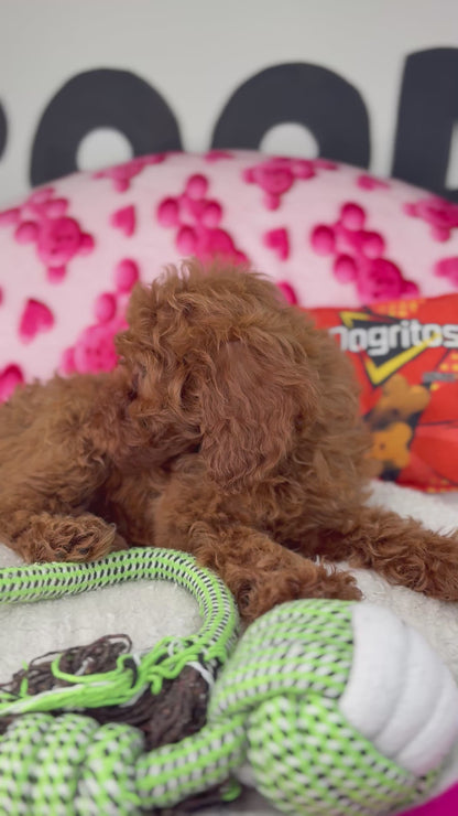 Tiny Dark Red Male Toy Poodle ( Deposit Only, Please Read The DESCRIPTION Below‼️)