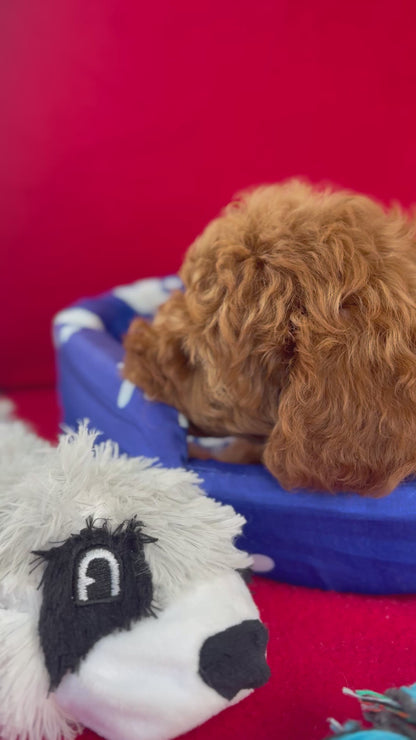 Red Female Toy Poodle (Deposit Only‼️Please Read The Description Below‼️)