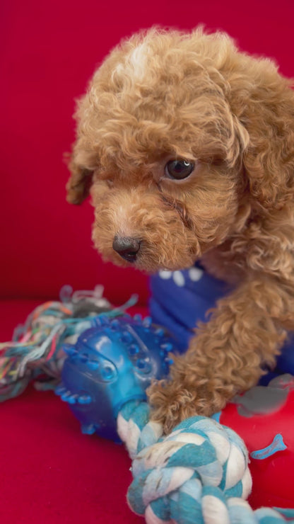 Female Teacup Poodle “Twin 1” ‼️(Deposit Only, Please Read The Description Below‼️)