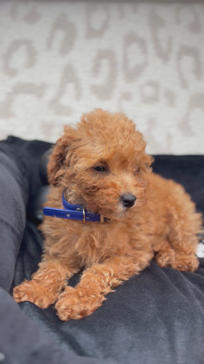 Apricot Female Teacup Poodle (Deposit Only Please Read The DESCRIPTION Below‼️